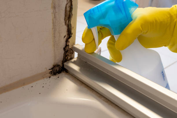 Best Basement Mold Removal  in Ruleville, MS